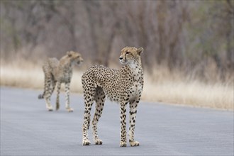 Cheetahs (Acinonyx jubatus), two adults, standing on the tarred road, alert, early in the morning,