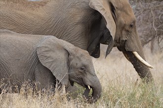 African bush elephants (Loxodonta africana), adult with elephant calf feeding on dry grass, Kruger