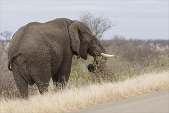 African bush elephant (Loxodonta africana), adult male standing next to the tarred road, feeding on