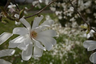 Star magnolia (Magnolia stellata), Magnolia, spring, schwaebisch hall, hohenlohe,