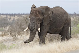 African bush elephant (Loxodonta africana), adult male walking next to the tarred road, foraging,