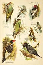 Grey-headed Woodpecker (Picus canus), Pileated Woodpecker (Dryocopus principalis), european green