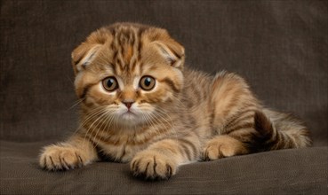 Adorable Scottish Fold kitten with plush fur and curious eyes on a brown backdrop AI generated