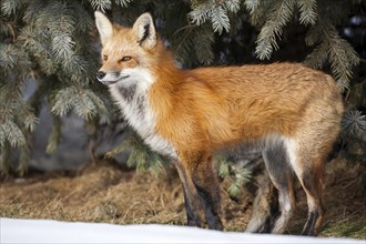 Red fox. Vulpes vulpes. Red fox standing on a forest and watching, Melting snow in spring. Province