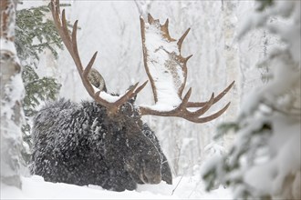Moose. Alces alces. Bull moose resting under a snowfall in a snow-covered forest in late fall.