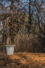 A white bucket serves as a trash bin in a forest with a bed of pine needles, in South Korea
