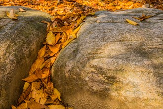Close-up of a rock's edge with autumn leaves wedged between the textures, in South Korea