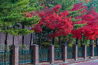 Vibrant red maple trees lining a street with blue fences and brick columns, in South Korea