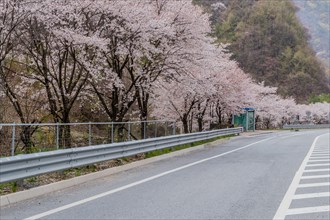 A serene road lined with flourishing cherry blossom trees on an overcast day, in South Korea