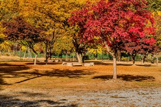 Autumn park with picnic tables amid trees with red and yellow leaves, in South Korea