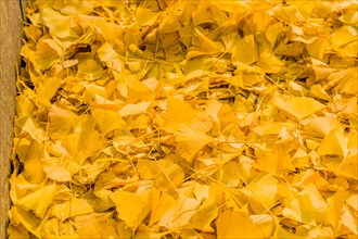 Closeup of gingko leaves laying on ground beside curb