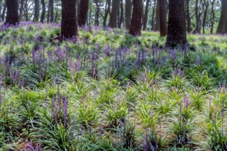 A serene forest floor covered with purple flowers among tall trees, in Ulsan, South Korea, Asia