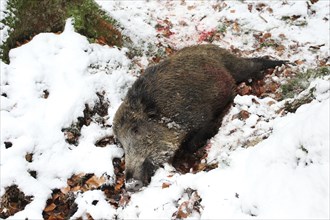 Wild boar hunting, shot wild boar (Sus scrofa) in the snow, Allgaeu, Bavaria, Germany, Europe