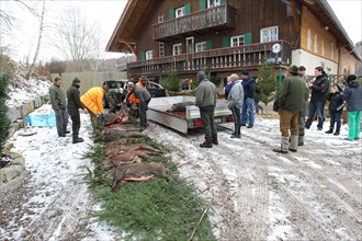 Wild boar (Sus scrofa) being hunted down, tradition, Allgaeu, Bavaria, Germany, Europe