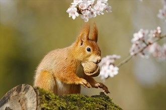 Eurasian red squirrel (Sciurus vulgaris) with walnut sitting in a flowering tree, Hesse, Germany,