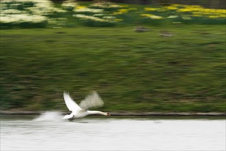 Mute swan (Cygnus olor) flying over the water surface, moving, motion blur, Hesse, Germany, Europe