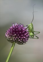 Larva of a green leafhopper (Tettigonia viridissima) on a globe leek flower, Valais, Switzerland,
