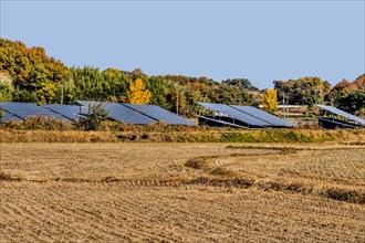Solar panels in a large farm field with autumn-colored trees in the background, in South Korea