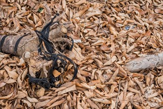 A tangle of black fabric amidst dry leaves and wood on the ground, in South Korea
