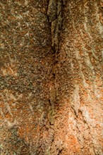 Detailed view of tree bark with rough texture and vertical lines, in South Korea