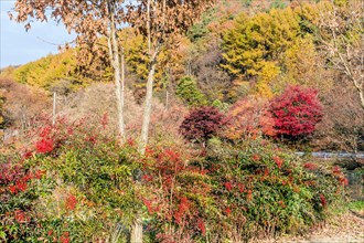 Hilly landscape adorned with autumn foliage and red trees on a sunny day, in South Korea