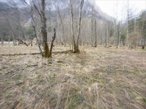 Barren trees, zoom effect, Jassing, Styria, Austria, Europe
