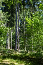Three beeches, forest, Eselsweg near Floersbach, Spessart, Hesse, Germany, Europe