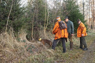 Wild boar hunt, guide in safety clothing examines the place where the wild boar (Sus scrofa)