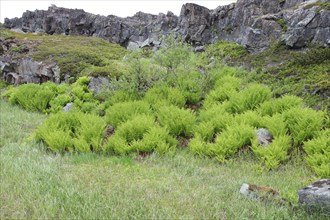 Fern (Tracheophyla) in the tundra on the coastal road to Hamningberg on the Barents Sea, Lapland,