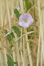 Field bindweed (Convolvulus arvensis) clinging to cereal stalks, flowering, North Rhine-Westphalia,