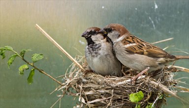 Animals, bird, sparrow, house sparrow, Passer domesticus, in the nest, breeding, AI generated