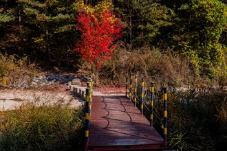 A wooden bridge leads towards autumn foliage with shadow patterns across the path, in South Korea