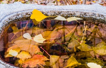 Fallen autumn leaves floating on water in a stone basin, in South Korea