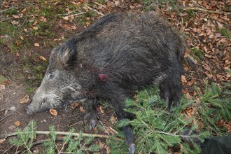 Wild boar hunting, wild boar (Sus scrofa) shot with a leaf shot in the forest, Allgaeu, Bavaria,