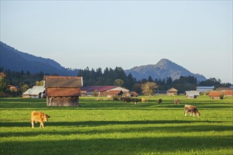Hay barn with meadow, grazing cows and foothills of the Alps in the evening light,