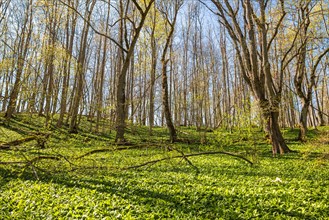 Lush green deciduous forest with wild garlic (Allium ursinum) leaves on the forest floor in