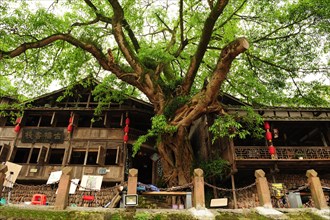 Liujiang water village, travel, river, banyan tree, ficus subgenus urostigma, sichuan, china