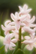 Close-up of a delicate pink flower, garden hyacinth (Hyacinthus orientalis) with soft focus and