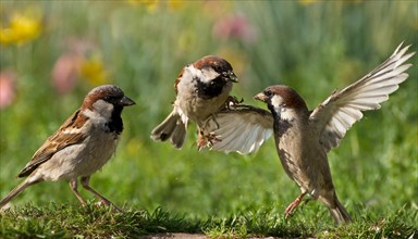 Animals, bird, sparrow, house sparrow, Passer domesticus, three sparrows fighting with each other,