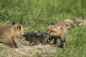 Red fox. Vulpes vulpes. Red fox cubs playing with a muskrat fur. Province of Quebec. Canada