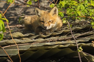 Red fox. Vulpes vulpes. Red fox resting on the roof of an old barn. .Province of Quebec. Canada