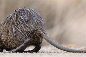 Nutria (Myocastor coypus), only the rump, feet and tail visible, wet, walking across a gravelled