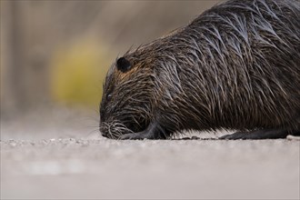 Nutria (Myocastor coypus), wet, walking across a gravelled path to the left with its nose on the