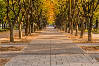 A tree-lined path in autumn with people in the distance and a carpet of fallen leaves, in South