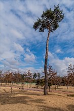 Tall pine tree next to a pathway with blue sky and clouds above creating a calm scene, in South