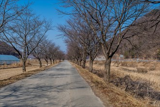 A straight road lined with barren trees under a clear blue sky, in South Korea