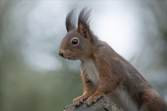 Eurasian red squirrel (Sciurus vulgaris), the front paws placed on a thick branch and looking