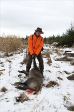 Wild boar hunt, hunter with high-visibility waistcoat pulling a shot wild boar (Sus scrofa) through