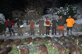 Wild boar hunt, end of the hunt, hunted sows (Sus scrofa), huntsman and hunting horn player at the