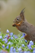 Portrait of a dark eurasian red squirrel (Sciurus vulgaris) on a bluestar meadow, Hesse, Germany,